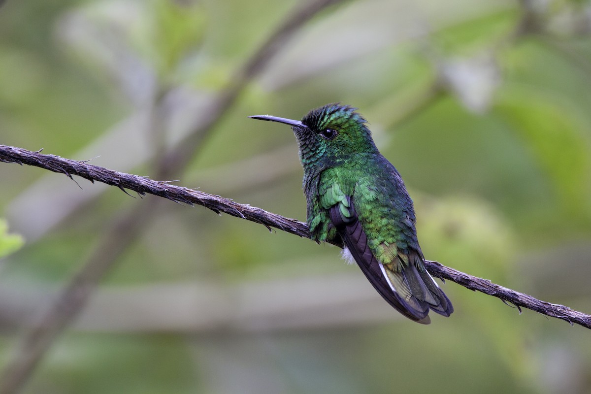 kolibřík zelenopláštíkový - ML612212170