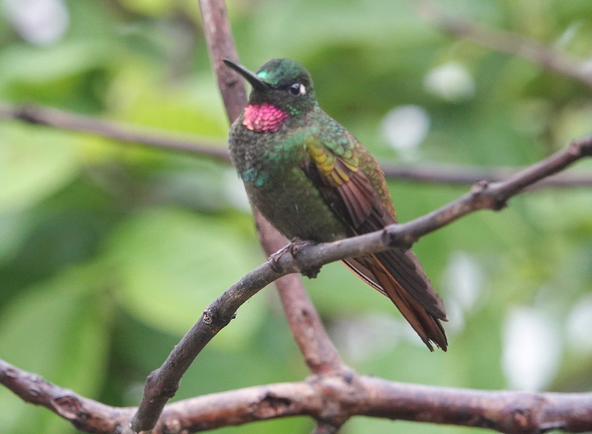 kolibřík brazilský - ML612212171
