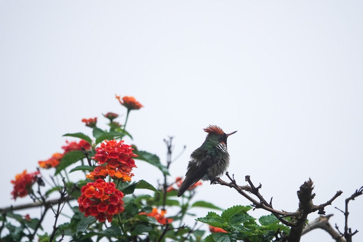 Frilled Coquette - ML612212188