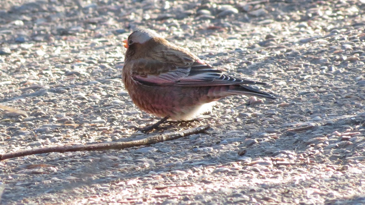 Gray-crowned Rosy-Finch (Gray-crowned) - ML612212282