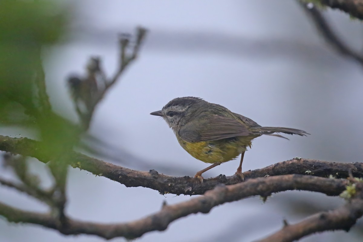 Three-banded Warbler - ML612212484