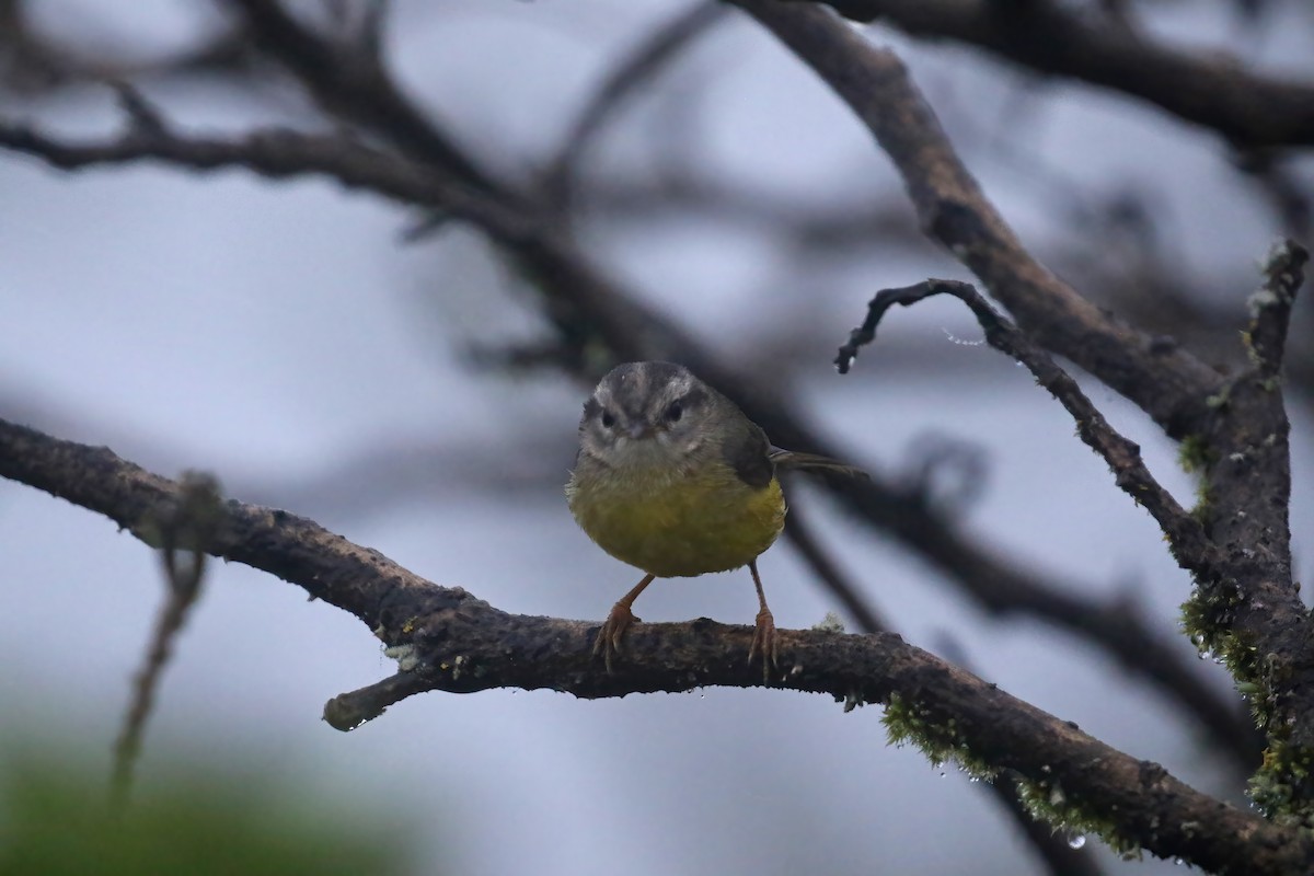 Three-banded Warbler - ML612212490