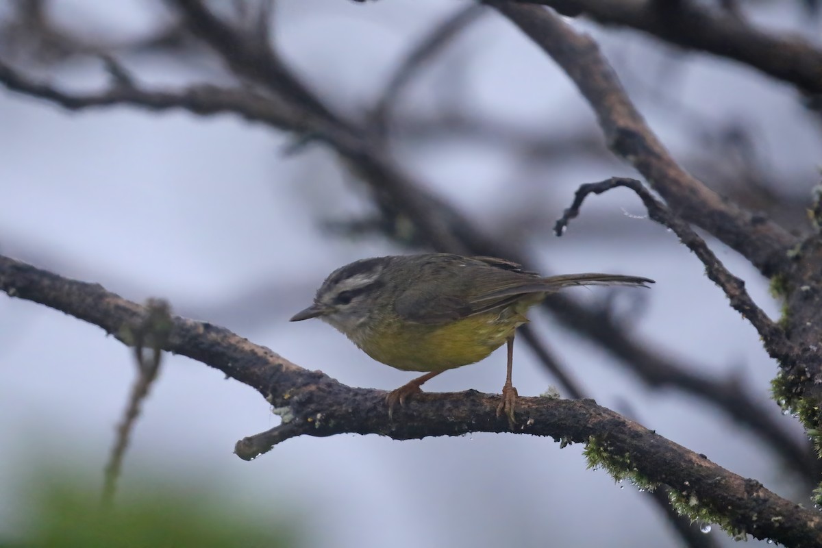Three-banded Warbler - ML612212491