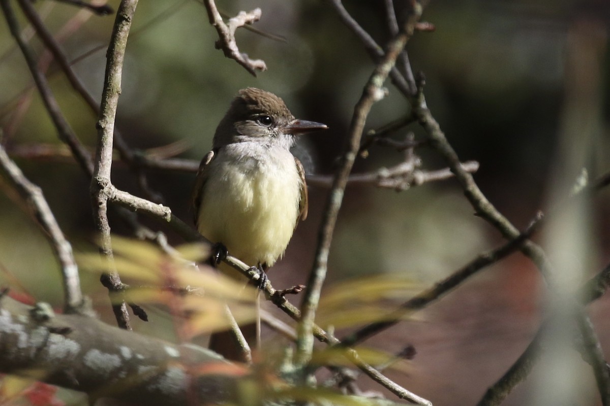 Great Crested Flycatcher - Otto Mayer