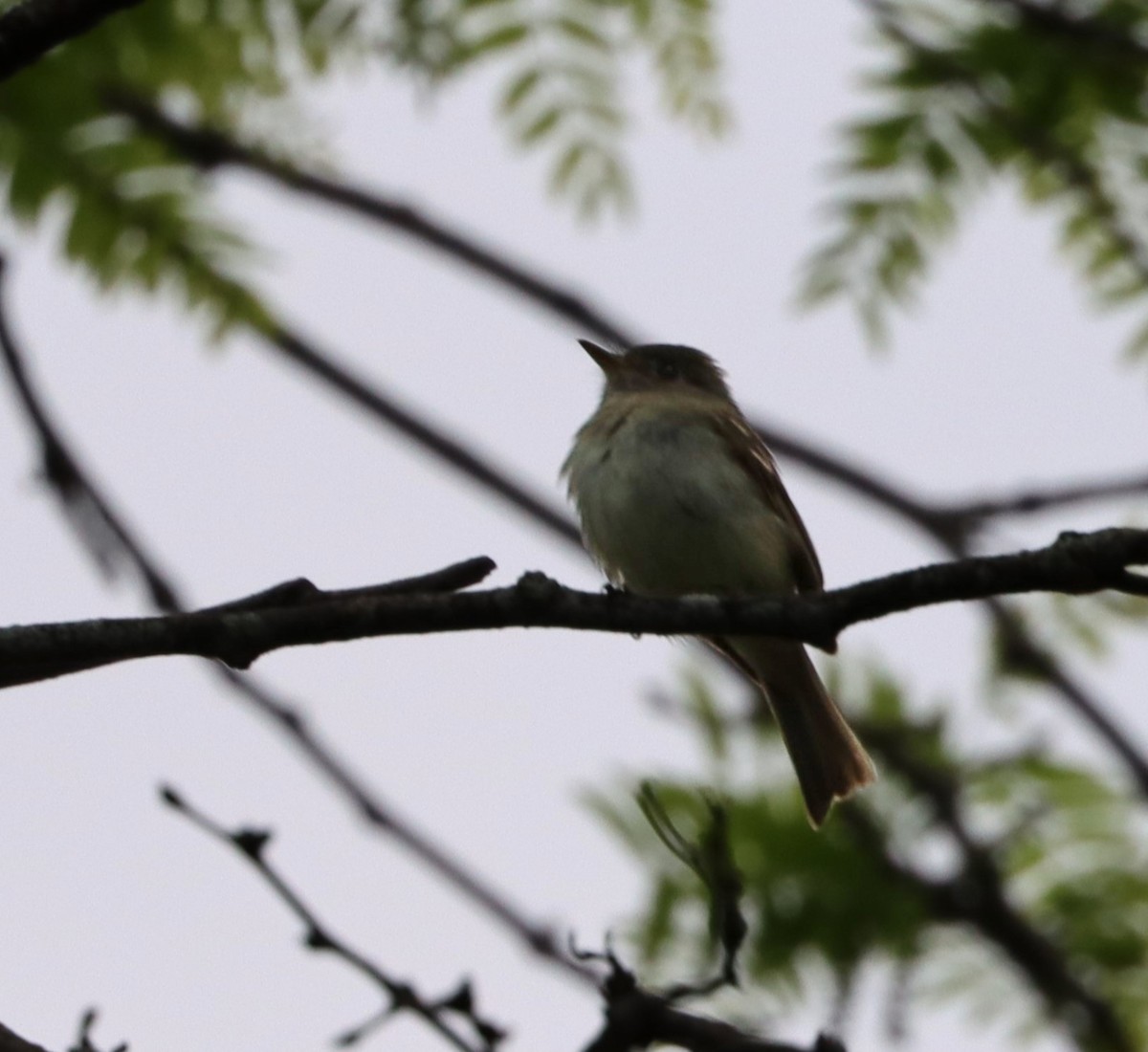 eBird Checklist 21 May 2023 Lafayette Plaisance Park 12 species