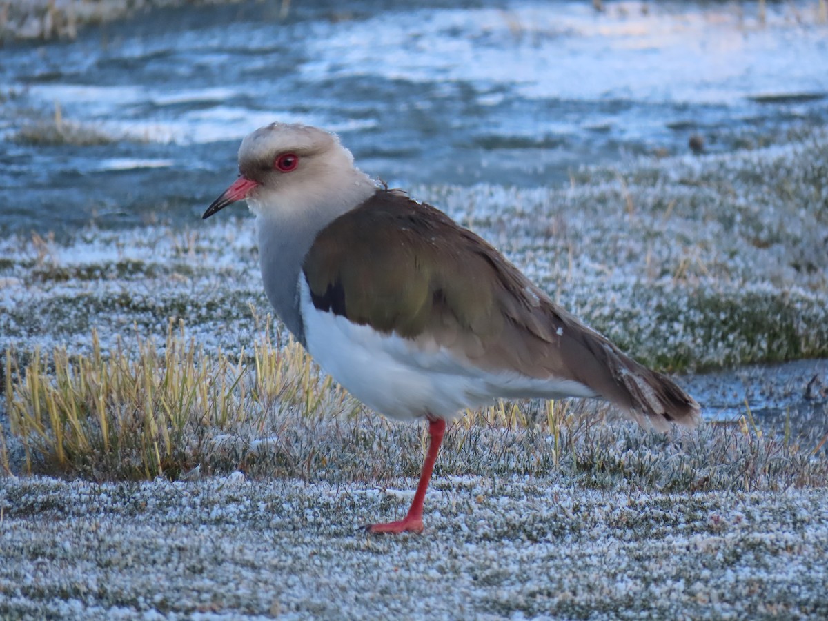 Andean Lapwing - ML612213482