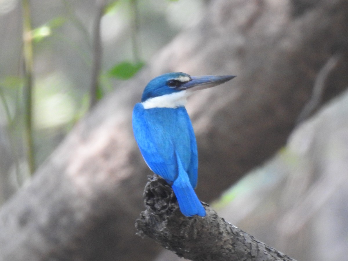 Collared Kingfisher - Troy Case