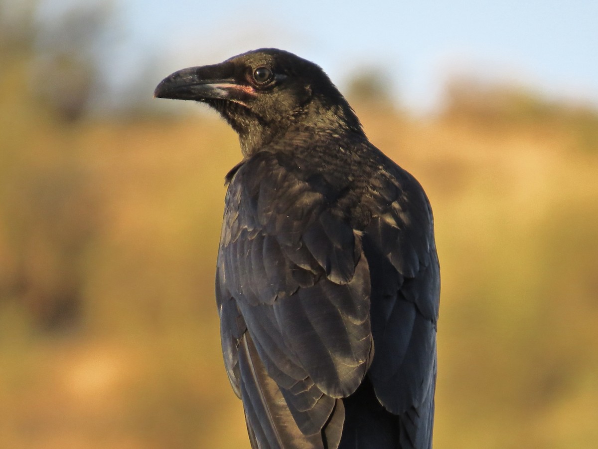 Common Raven - ML61221391