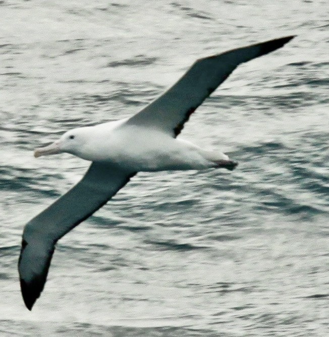 Southern Royal Albatross - ML612214128