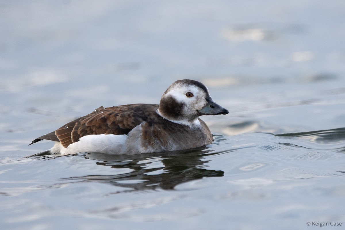 Long-tailed Duck - ML612214381