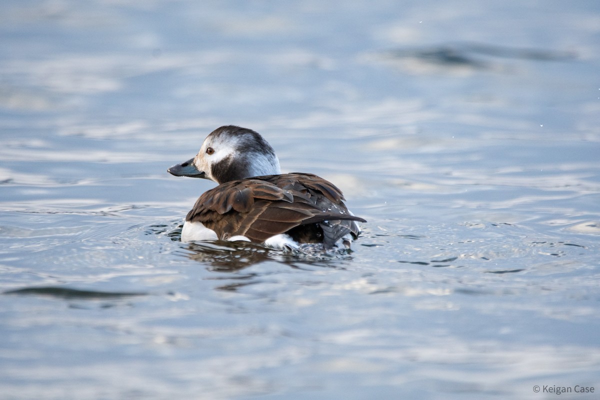 Long-tailed Duck - ML612214382