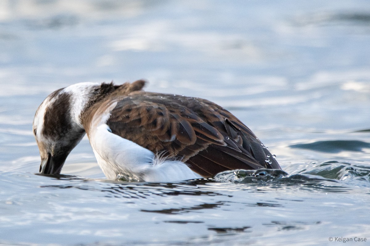 Long-tailed Duck - ML612214386