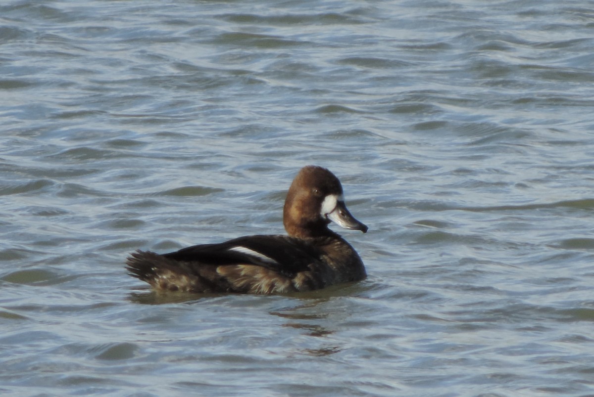 Greater Scaup - ML612214409