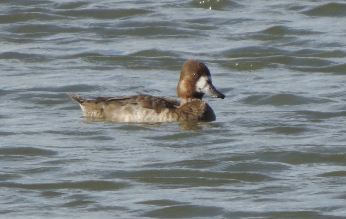 Greater Scaup - ML612214417