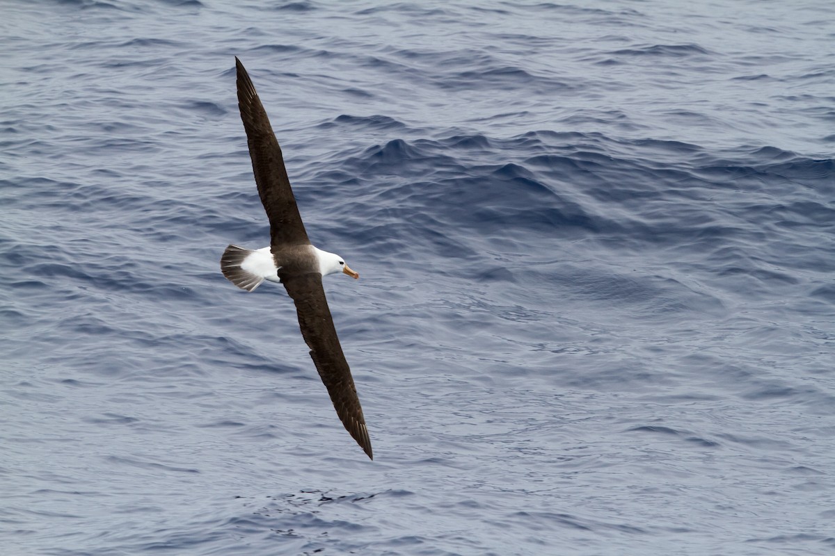 Black-browed Albatross - Rhys Marsh