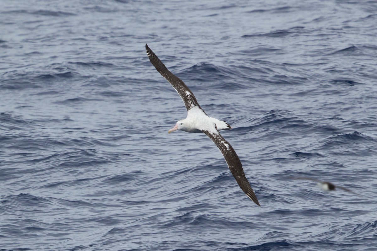 Snowy/Tristan/Antipodean Albatross - Rhys Marsh