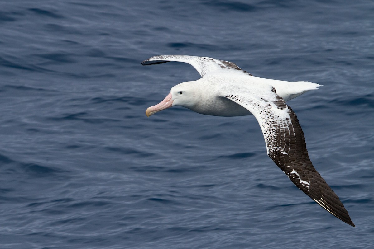 Snowy/Tristan/Antipodean Albatross - ML612214489
