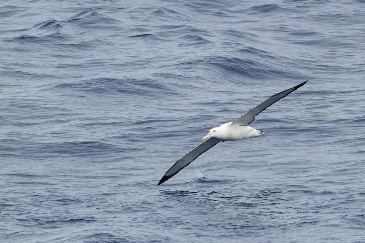 Snowy/Tristan/Antipodean Albatross - ML612214490