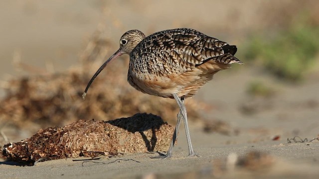 Long-billed Curlew - ML612214515