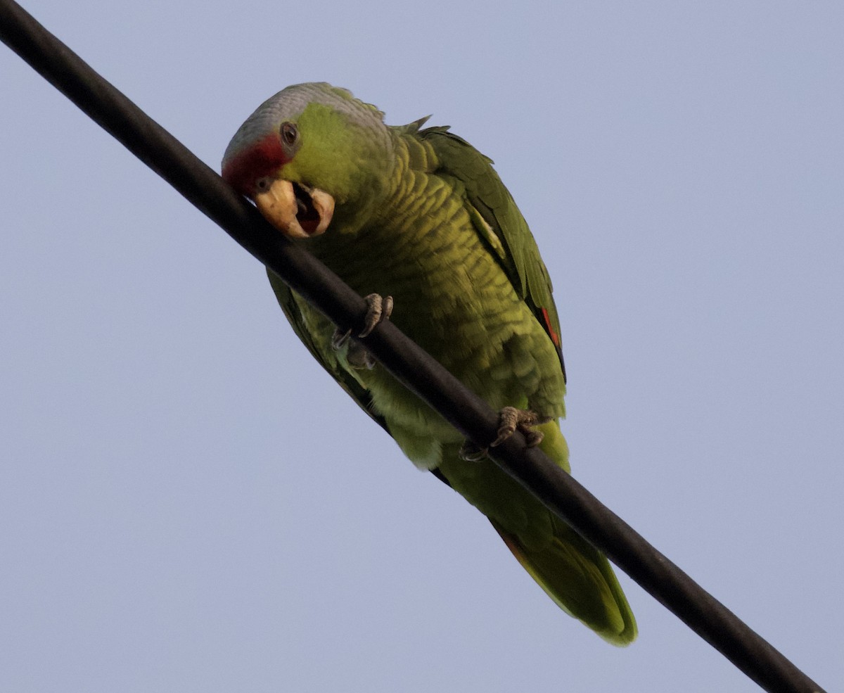 Lilac-crowned Parrot - ML612214573