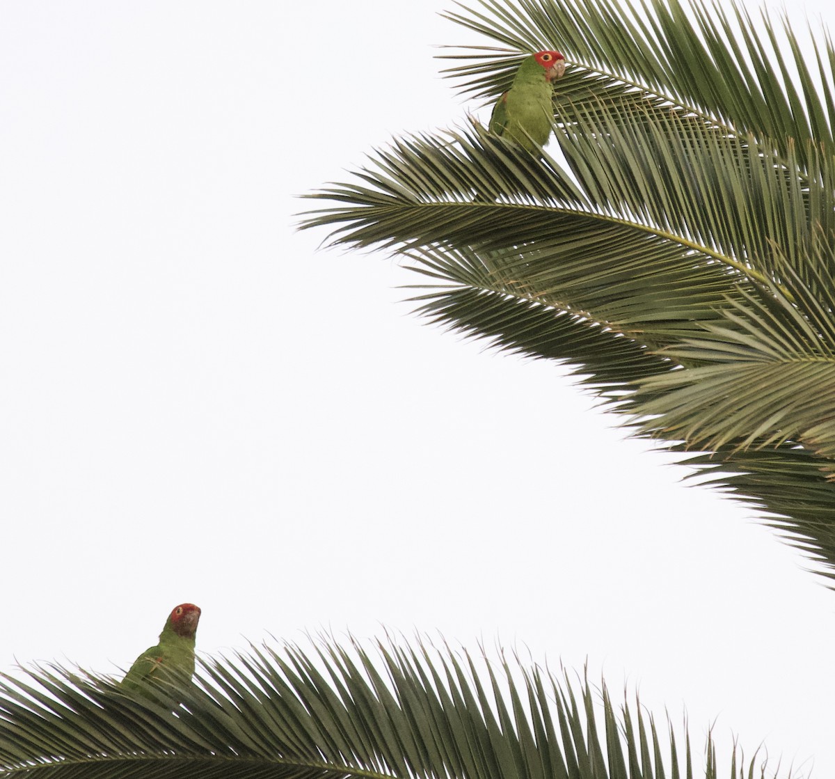 Red-masked Parakeet - Otto Mayer