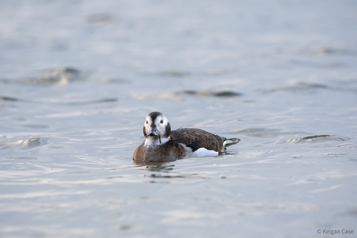 Long-tailed Duck - ML612214602