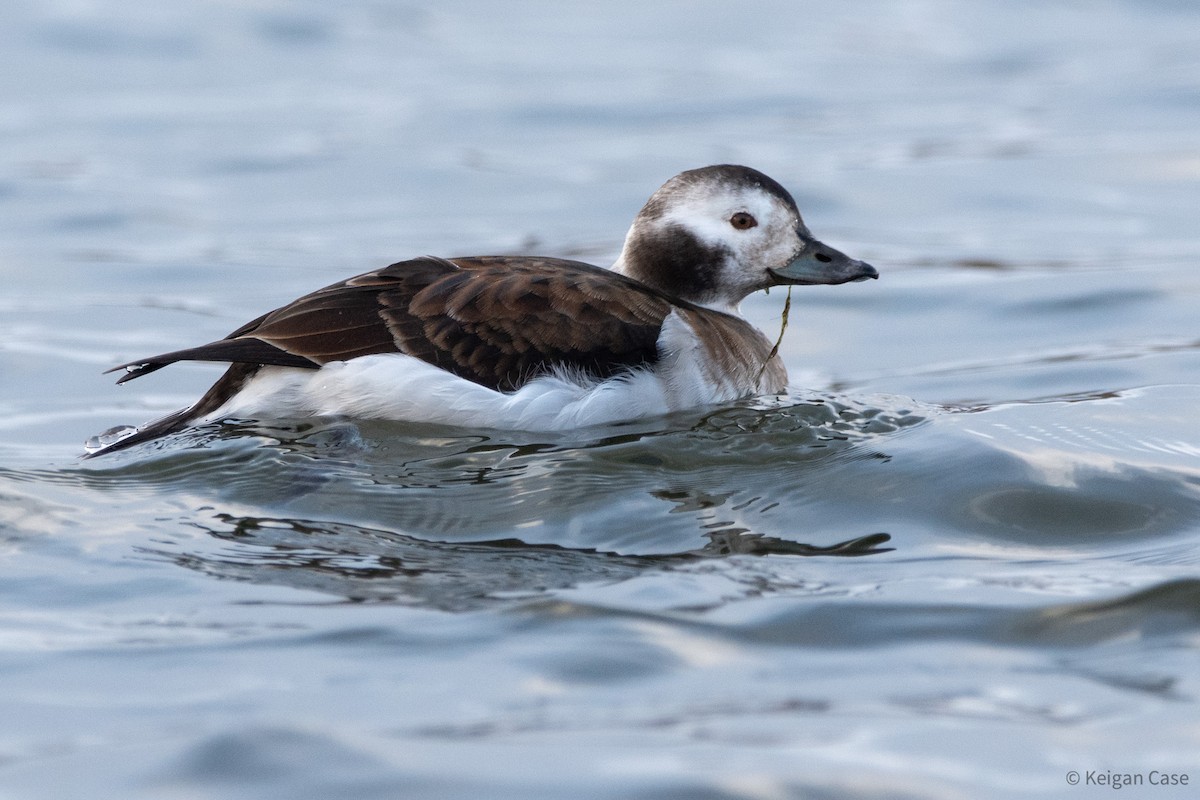 Long-tailed Duck - ML612214607
