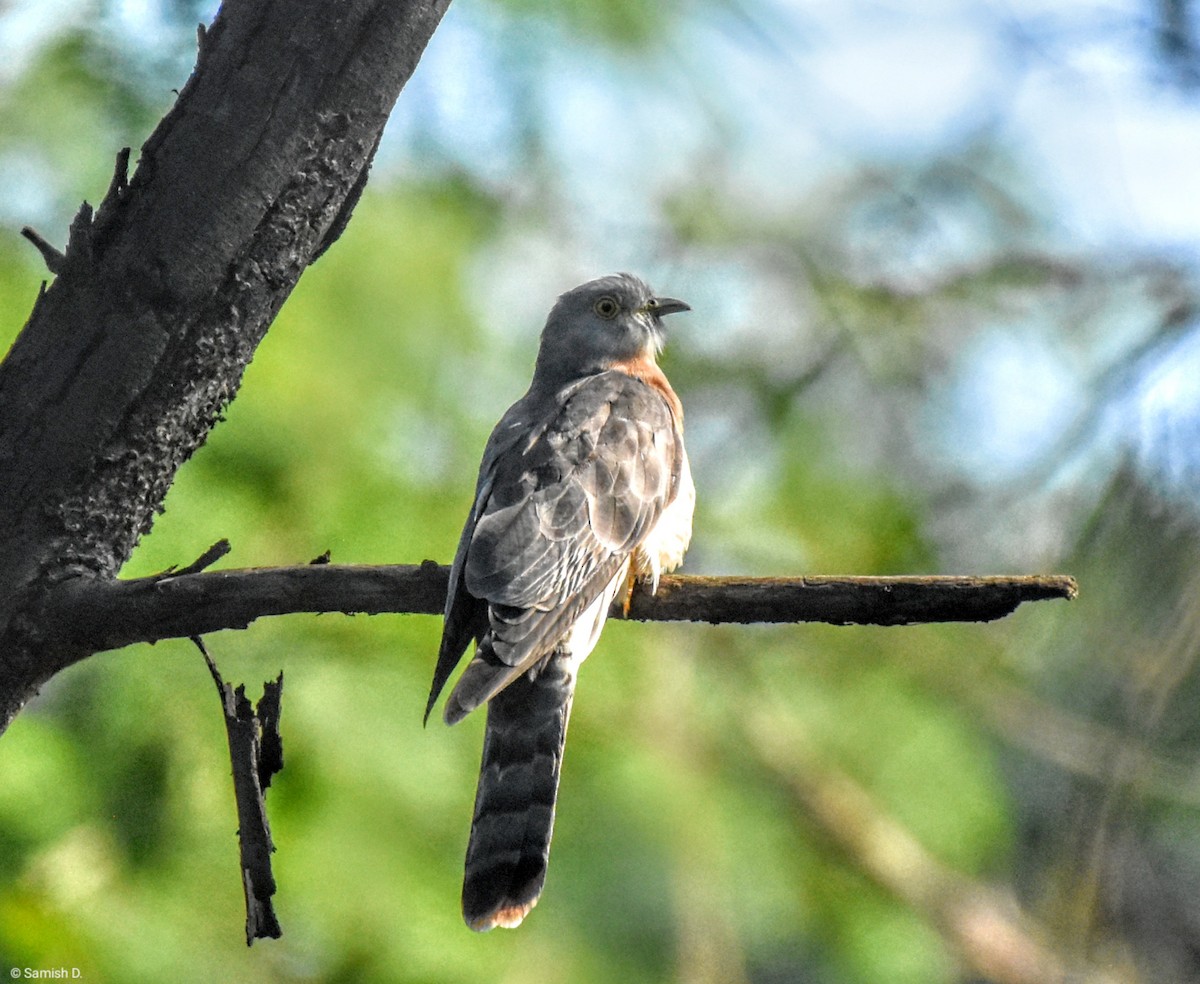 Common Hawk-Cuckoo - ML612214791
