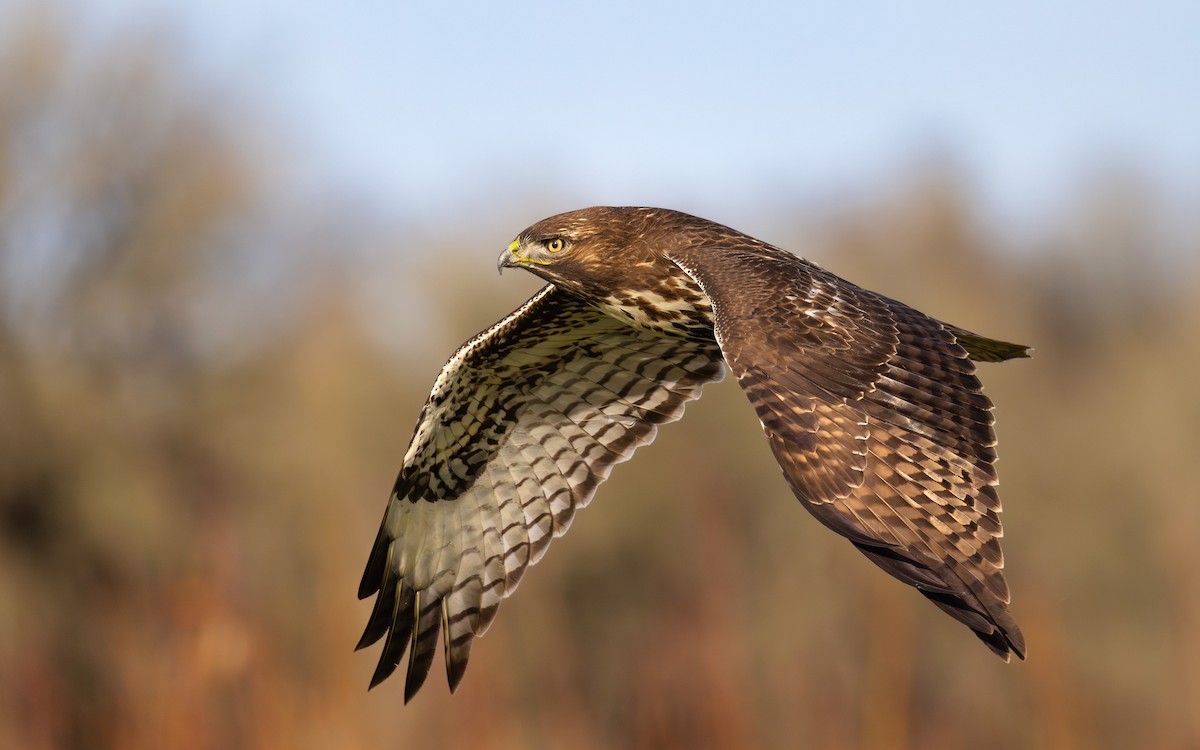 Red-tailed Hawk - ML612214832