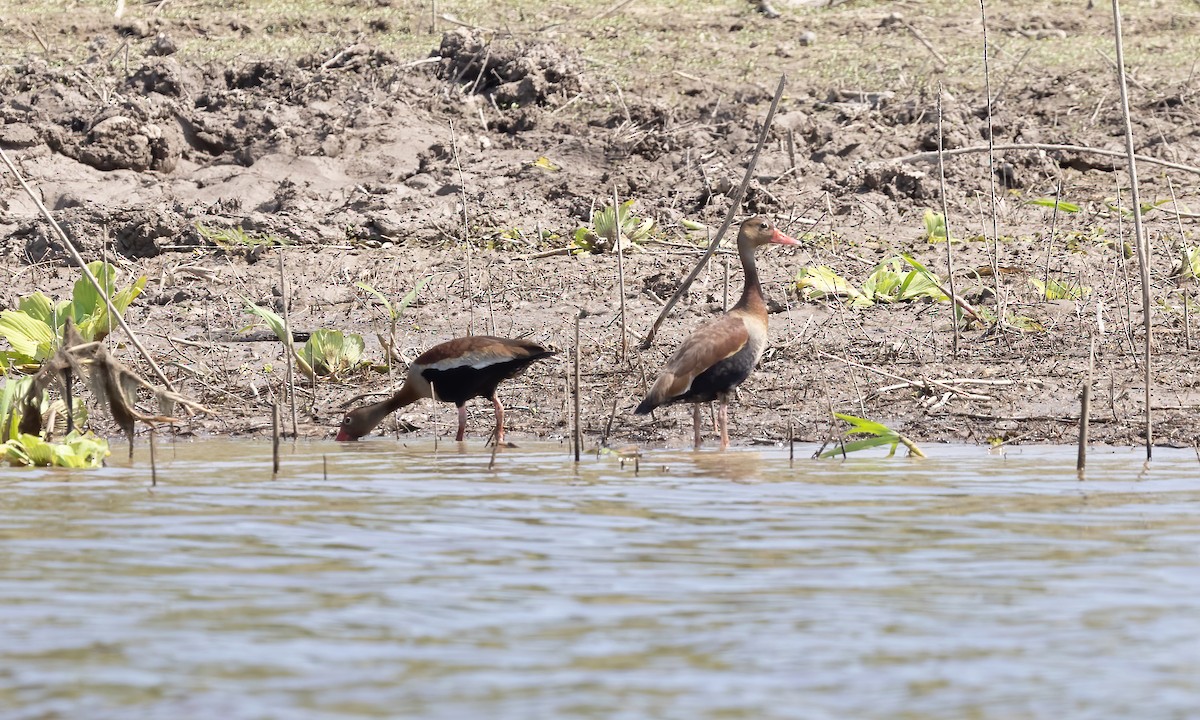 Black-bellied Whistling-Duck (autumnalis) - ML612214909