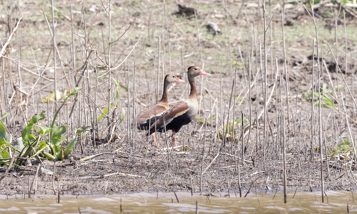 Black-bellied Whistling-Duck (autumnalis) - ML612215143