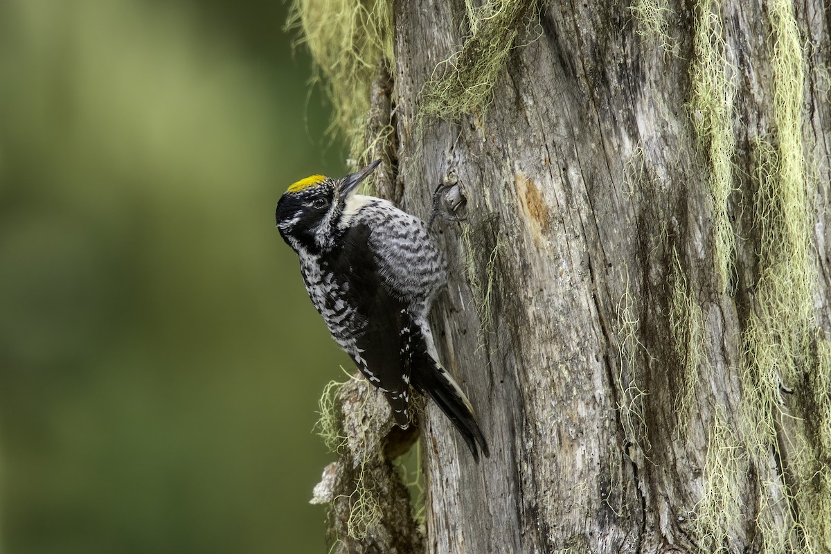 American Three-toed Woodpecker (Northwest) - ML612215376