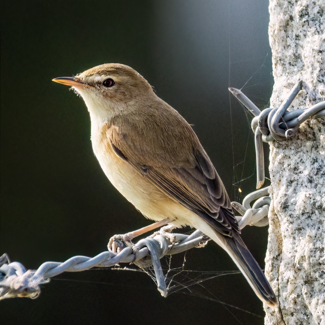 Booted Warbler - ML612215481