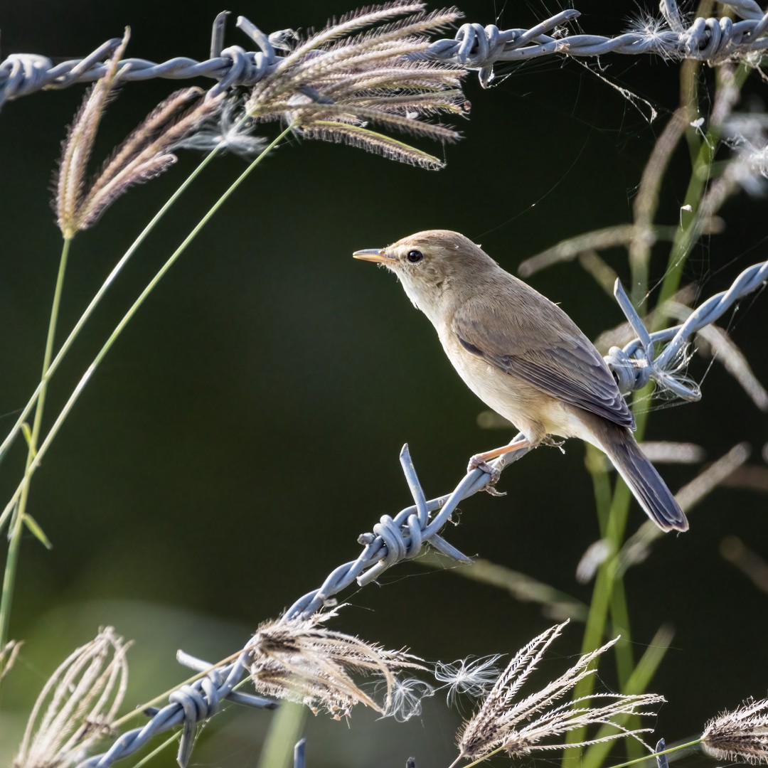 Booted Warbler - ML612215483