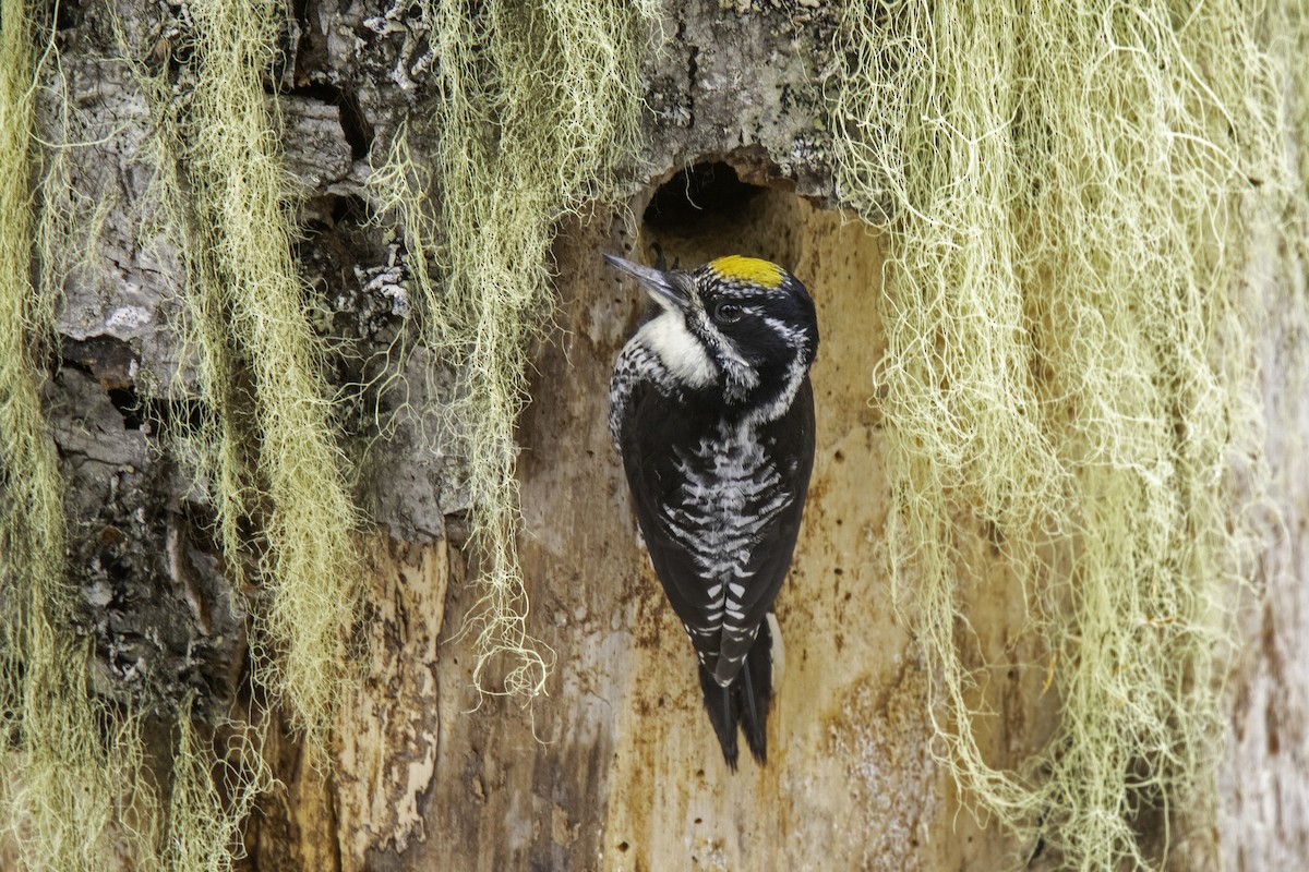 American Three-toed Woodpecker (Northwest) - ML612215498