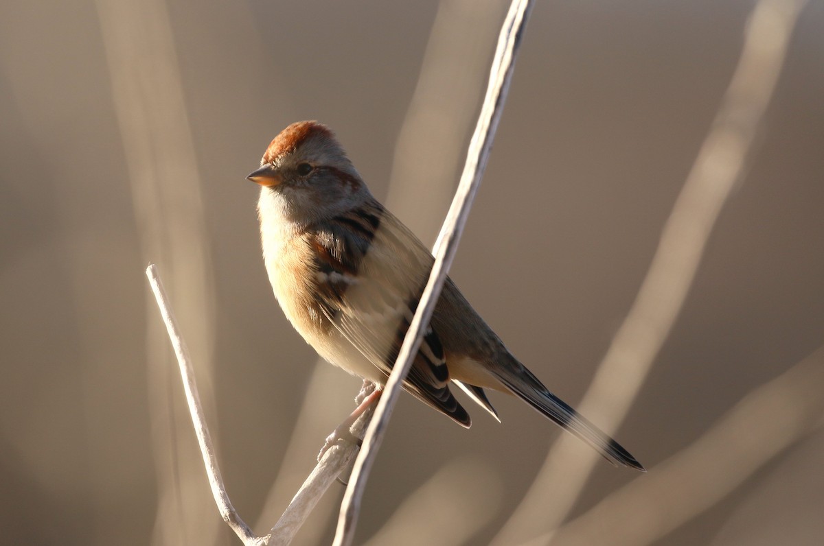 American Tree Sparrow - ML612215894