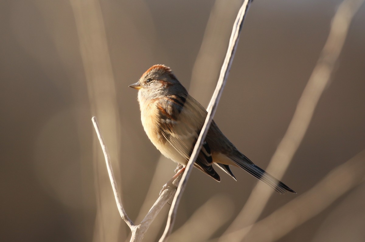 American Tree Sparrow - ML612215895