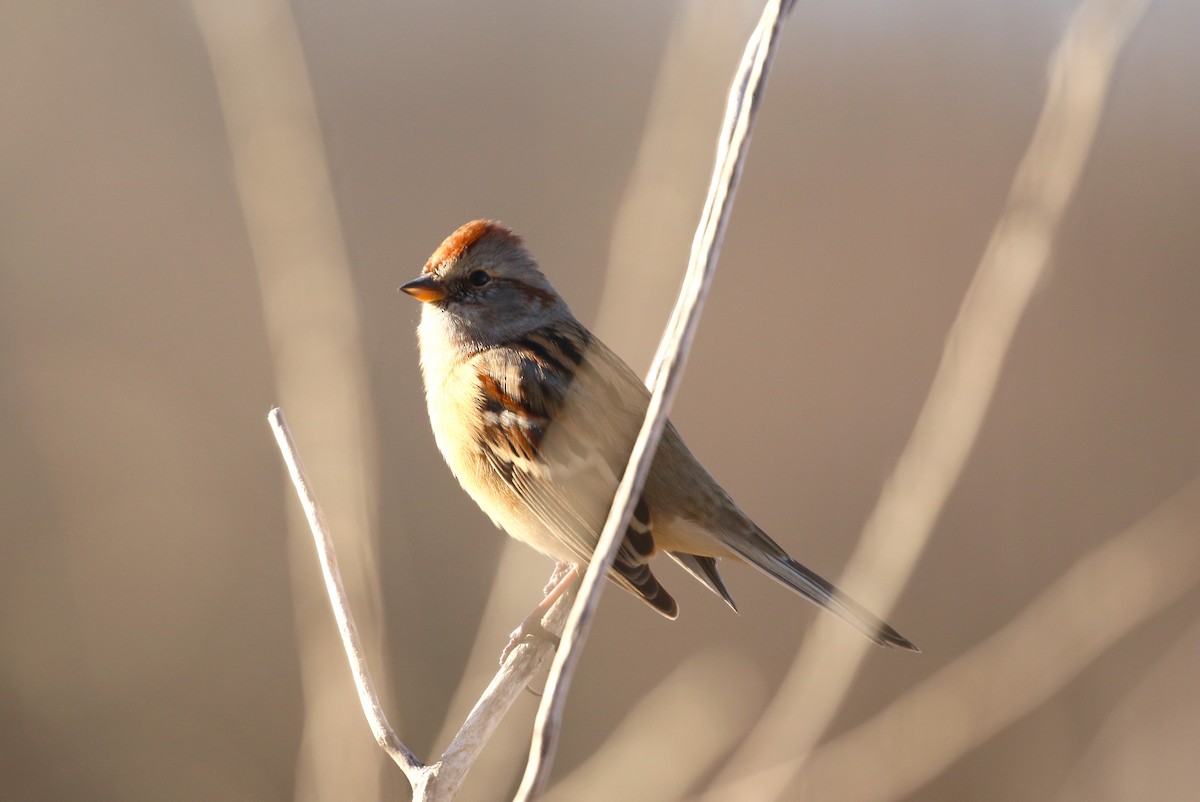 American Tree Sparrow - ML612215896