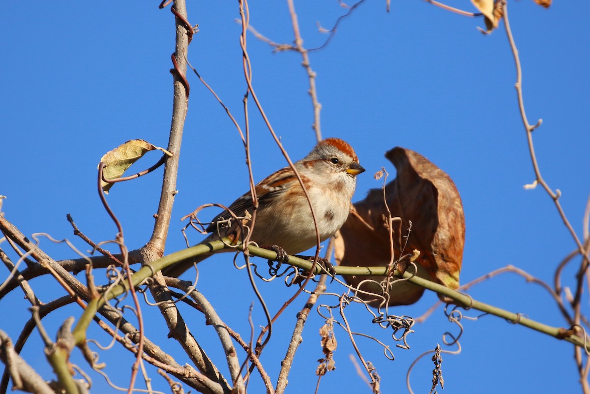 American Tree Sparrow - ML612215897