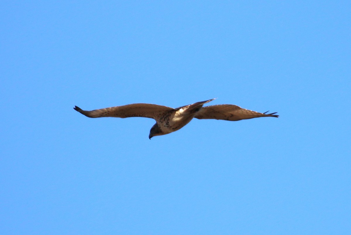 Red-tailed Hawk - ML612215913