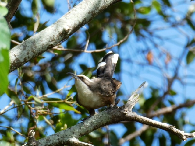 Gray-crowned Babbler - ML612215915