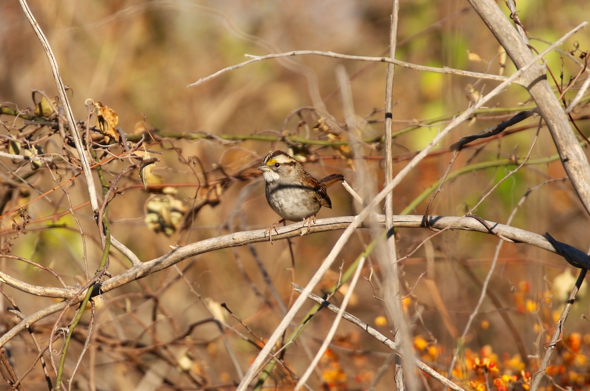 White-throated Sparrow - ML612215925