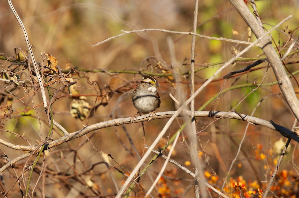 White-throated Sparrow - ML612215926