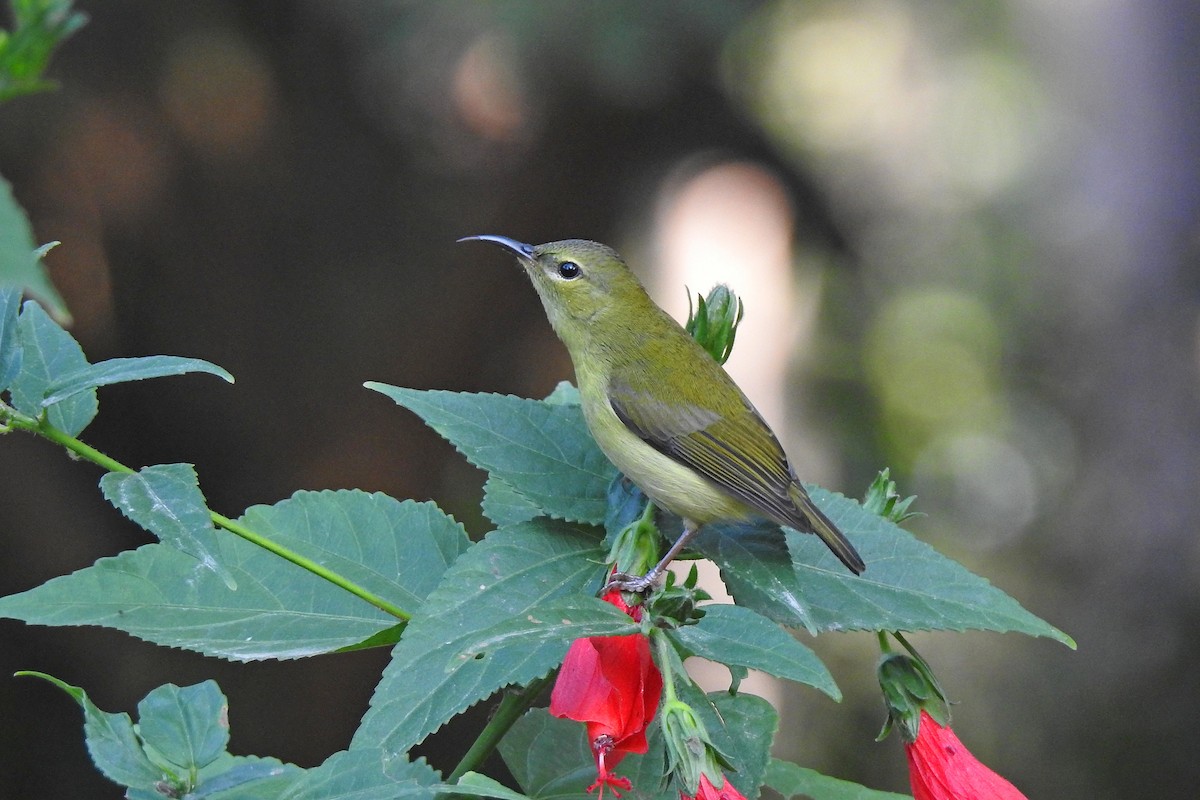 Fork-tailed Sunbird (Fork-tailed) - Chi-Lien (綺蓮) Hsueh (薛)