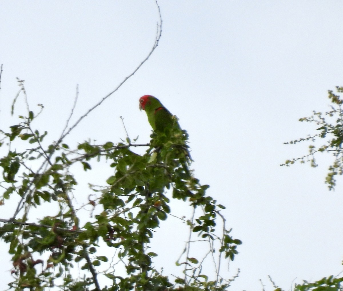 Guayaquil Papağanı - ML612217106