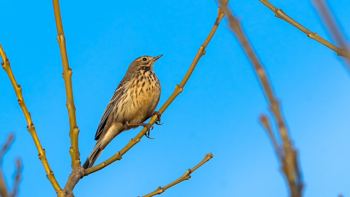 American Pipit - can orbay