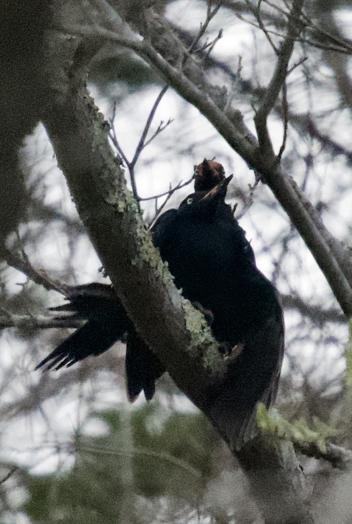 Black Woodpecker - ML612217858