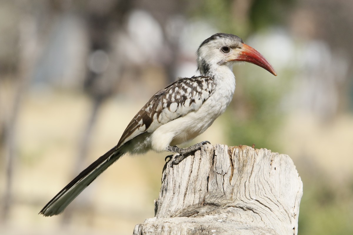 Damara Red-billed Hornbill - Louis Kotzee