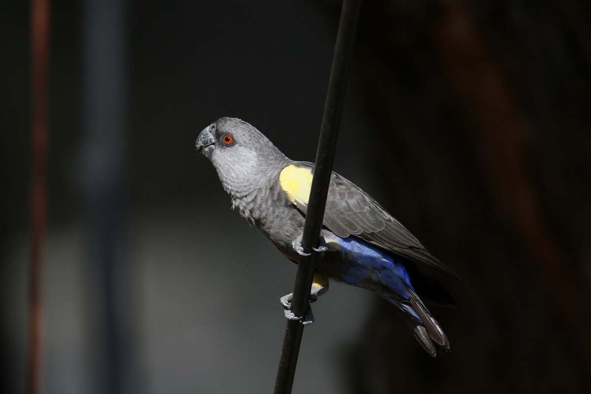 Rüppell's Parrot - Louis Kotzee