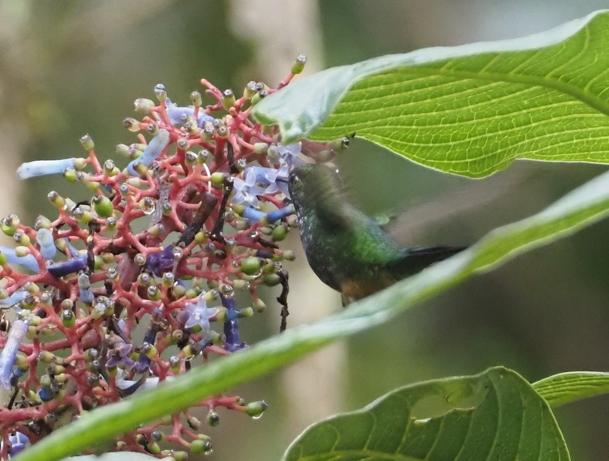 Rufous-booted Racket-tail (Anna's) - ML612218269